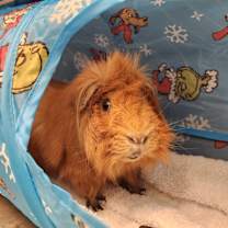 Thumbnail photo of Fezzik (and Inigo) #1