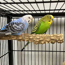 Thumbnail photo of Blueberry #1