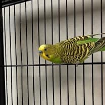 Thumbnail photo of Blueberry #2