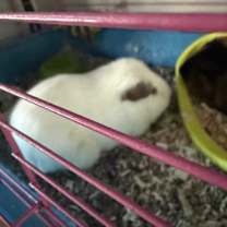 Thumbnail photo of Siamese #4