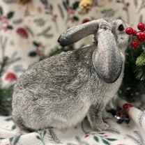 Thumbnail photo of Earl Grey #1