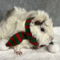 Thumbnail photo of Tinsel #1