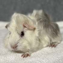 Thumbnail photo of Tinsel #2