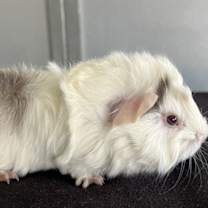 Thumbnail photo of Tinsel #3