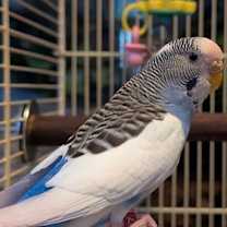 Thumbnail photo of Mojito and Daiquiri #3