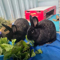 Thumbnail photo of Hall #1