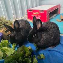 Thumbnail photo of Oates #2