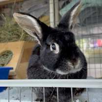 Thumbnail photo of Bosu #1