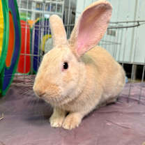 Thumbnail photo of Fire Prince #3