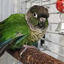 Thumbnail photo of Kit #3