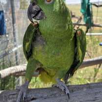 Thumbnail photo of Mozart #3