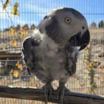 Thumbnail photo of Strudel #1