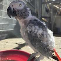 Thumbnail photo of Strudel #2