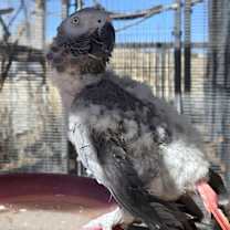 Thumbnail photo of Strudel #3