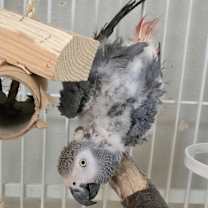 Thumbnail photo of Strudel #4