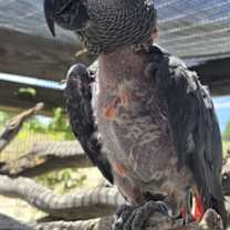 Thumbnail photo of Taffy #3