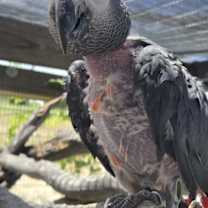 Thumbnail photo of Taffy #4