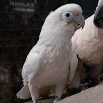 Thumbnail photo of Gidget #2