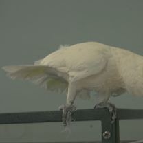 Thumbnail photo of Gidget #4