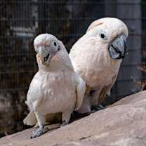 Thumbnail photo of Dusty #2