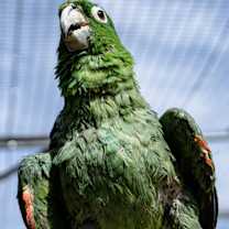 Thumbnail photo of Pikachu #1