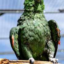 Thumbnail photo of Pikachu #2