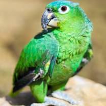 Thumbnail photo of Petri #1