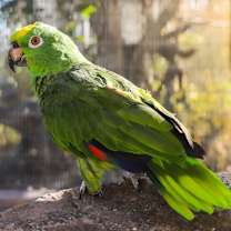 Thumbnail photo of Cleo #2