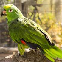 Thumbnail photo of Cleo #3