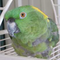 Thumbnail photo of Jade #4