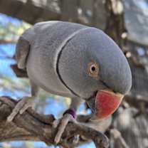 Thumbnail photo of Mowgli #2