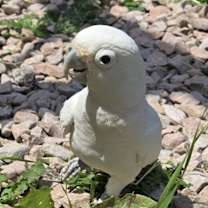 Thumbnail photo of Angel #1