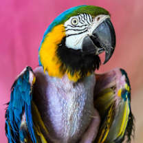 Thumbnail photo of Izzy #1