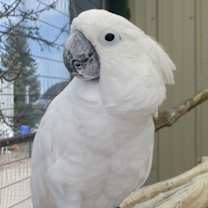 Thumbnail photo of Corona B #1