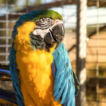 Thumbnail photo of Elf #1