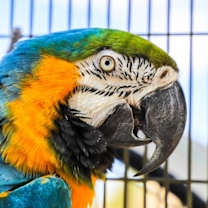 Thumbnail photo of Kyaro #1