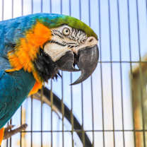 Thumbnail photo of Kyaro #4