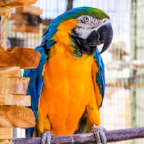 Thumbnail photo of Bodhi #1