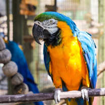 Thumbnail photo of Bodhi #2