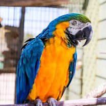 Thumbnail photo of Bodhi #3