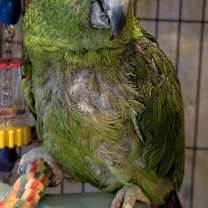 Thumbnail photo of Mr. Green #1