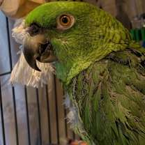 Thumbnail photo of Mr. Green #2