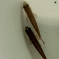 Thumbnail photo of Swim Shady #2