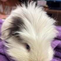 Thumbnail photo of Carl #2