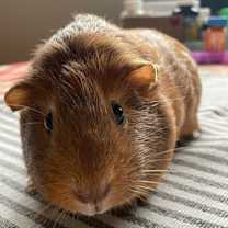 Thumbnail photo of Cindy #1