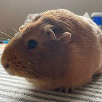 Thumbnail photo of Cindy #2