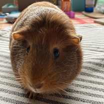 Thumbnail photo of Cindy #3