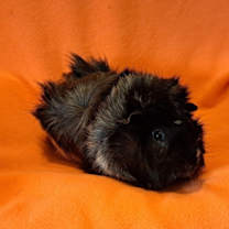 Thumbnail photo of Dr Doofenschmirtz #1