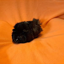 Thumbnail photo of Dr Doofenschmirtz #2