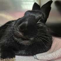 Thumbnail photo of Berry #4